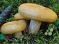 Lactarius scrobiculatus