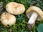 Russula camarophylla