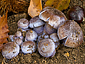 Cortinarius purpurascens