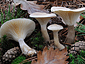 Ampulloclitocybe clavipes