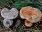 Lactarius sanguifluus (dx) vs semisanguifluus (sx)