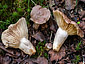 Lactarius flexuosus