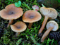 Lactarius obscuratus var. obscuratus