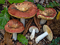 Russula decipiens