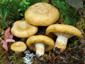 Lactarius scrobiculatus