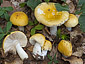 Russula solaris