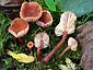 Lactarius omphaliiformis