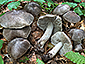 Tricholoma sciodes