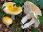 Russula solaris