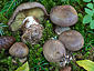 Cortinarius cupreorufus