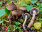 Cortinarius pholideus