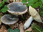 Russula parazurea