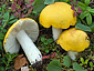 Russula claroflava