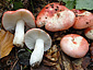 Russula nobilis