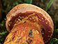 Boletus permagnificus