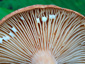 Lactarius fulvissimus