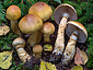 Cortinarius triumphans