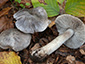 Tricholoma sciodes