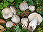 Tricholoma pardinum