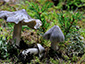 Tricholoma virgatum