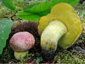 Boletus regius