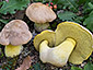 Boletus radicans