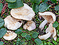 Lactarius salicis-reticulatae