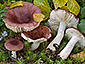 Russula nitida