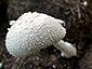 Coprinopsis nivea