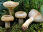 Lactarius olivinus