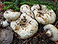 Lactarius aquizonatus