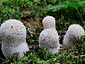 Lycoperdon perlatum