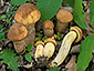 Leccinum crocipodium