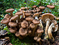 Armillaria ostoyae