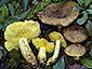 Tricholoma chrysophyllum