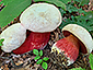 Boletus satanas