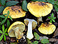 Cortinarius bergeronii