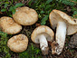 Russula camarophylla