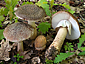 Amanita excelsa var. valida