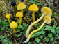 Hygrocybe glutinipes var. glutinipes