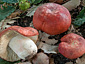 Russula lepida