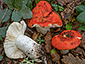 Russula carminipes