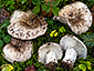 Russula albonigra