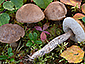 Leccinum schistophilum