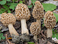 Morchella esculenta