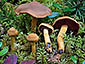 Cortinarius semisanguineus