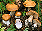 Cortinarius caesiolamellatus