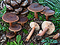 Lactarius hepaticus