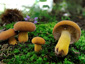 Lactifluus volemus