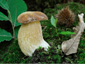 Boletus reticulatus